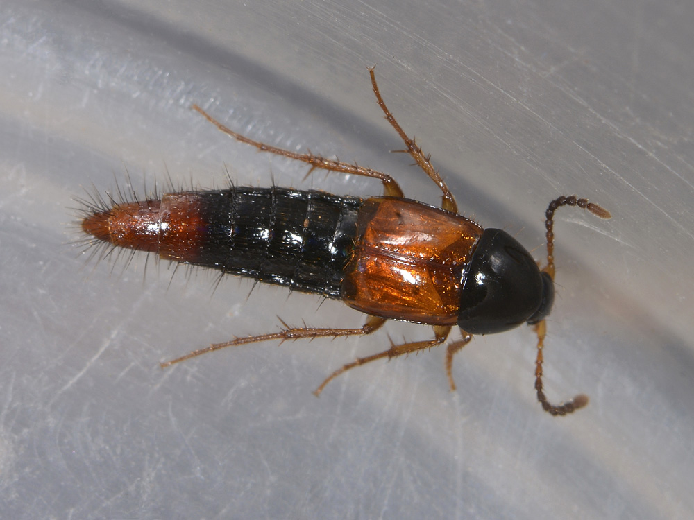 Bolitobius sp. (Staphylinidae)